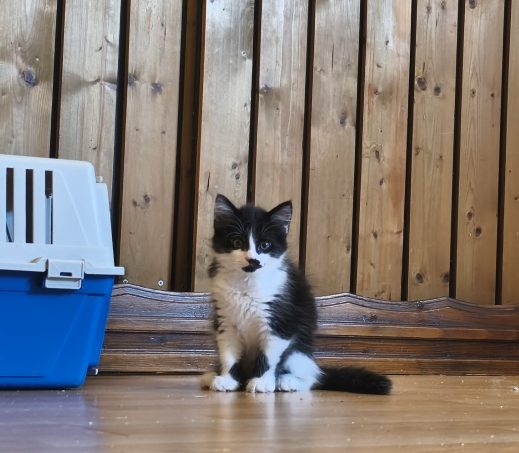 Kitten James (verblijft in gastgezin)