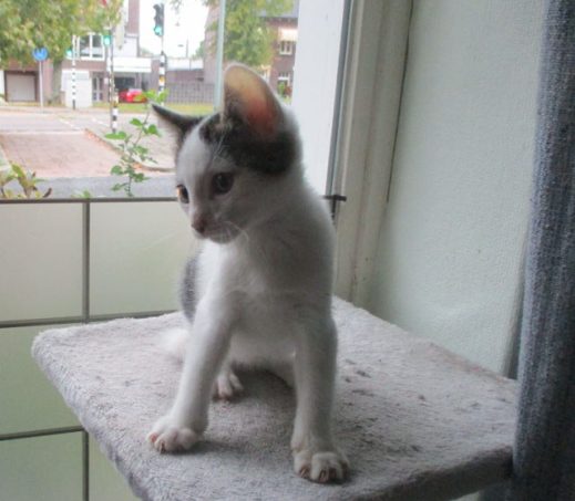Kitten Milan (verblijft in gastgezin)