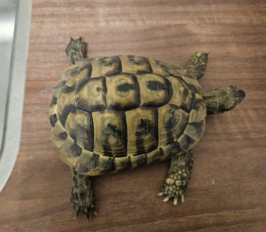 Gevonden schildpad 1199207