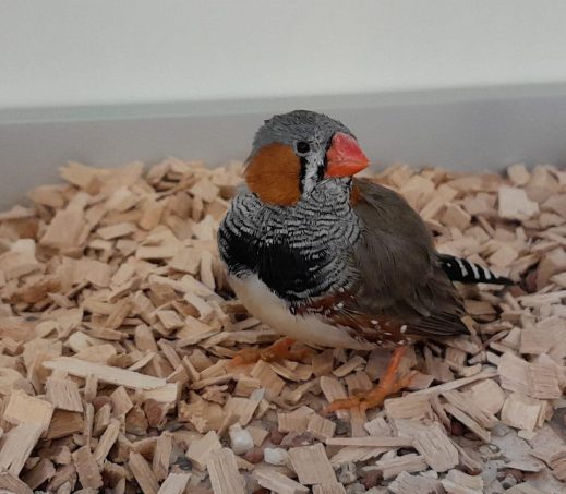 Gevonden zebravink 1199767