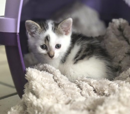 Kitten Fanta (verblijft in gastgezin)