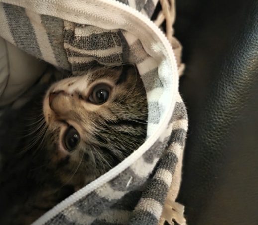 Kitten Sprite (verblijft in gastgezin)