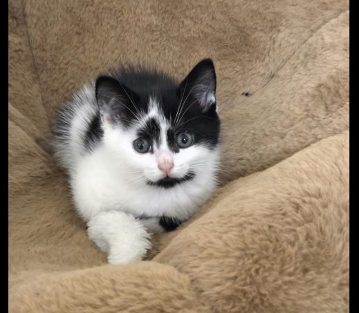 Kitten Pepsi (verblijft in gastgezin)