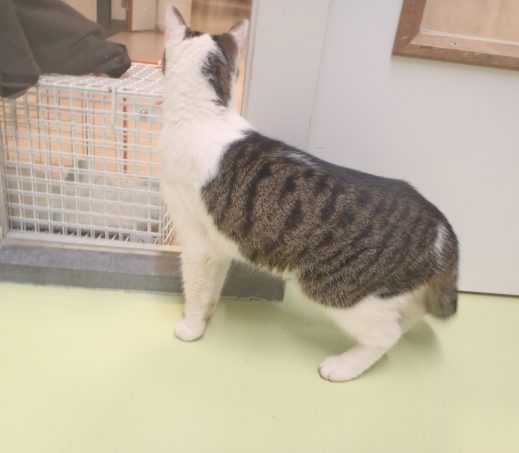zwerfkat 1199943