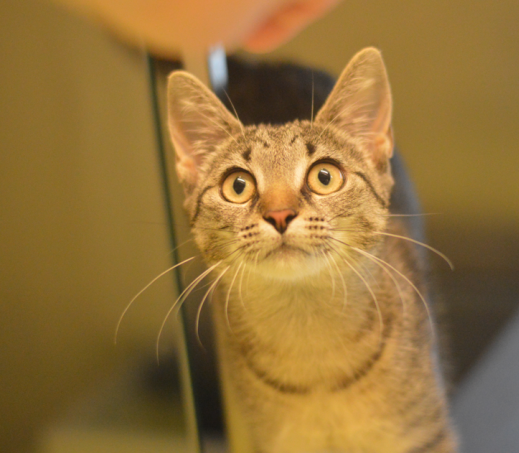 Kitten Albert