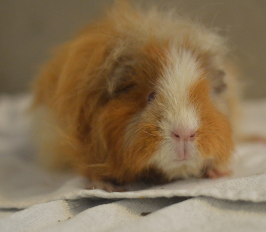 Cavia Britta