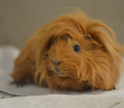 Cavia Dipsy