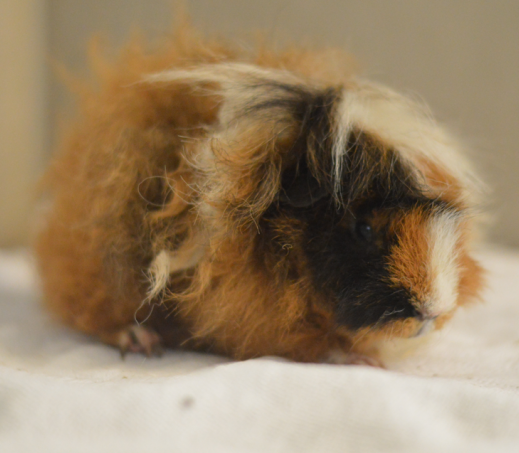 Cavia Enzo
