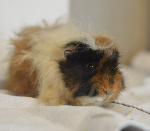 Cavia Fledder