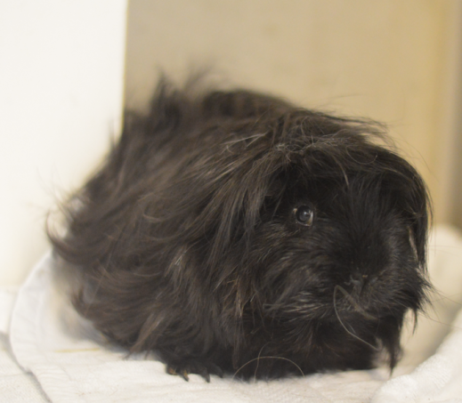 Cavia Chef