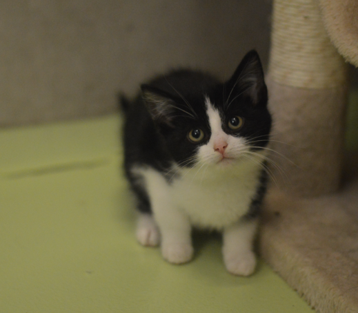 Kitten Daryl