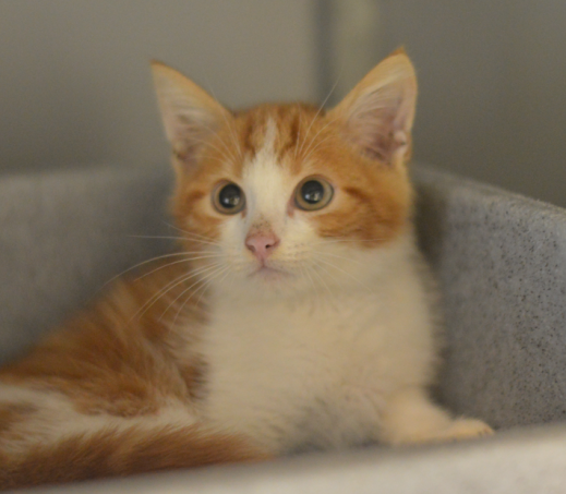 Kitten Django