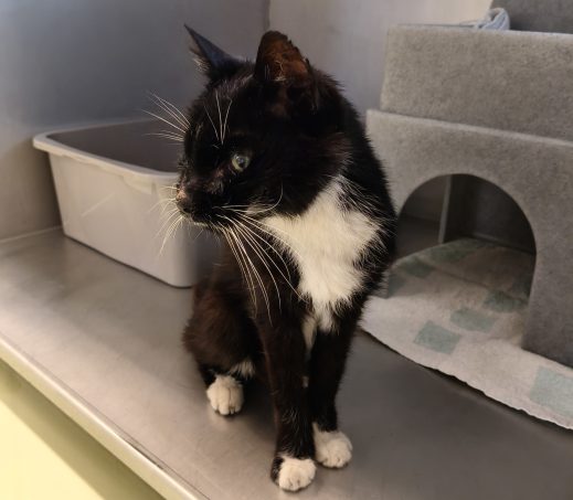 Gevonden kater 1199779