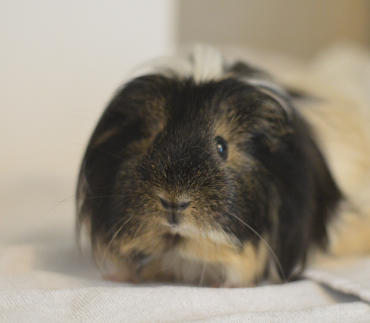 Cavia Fleurtje
