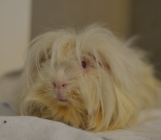 Cavia Flocki