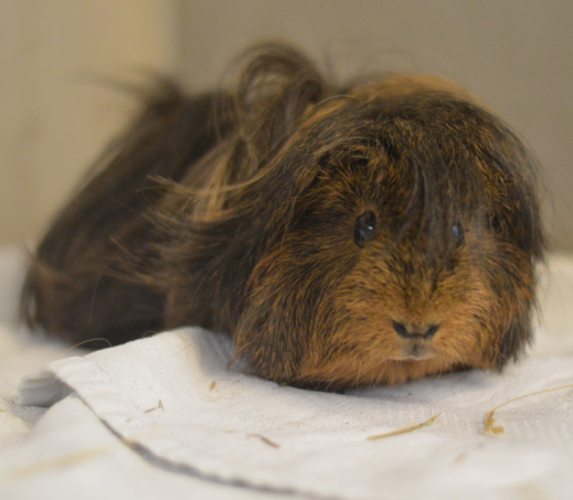 Cavia Freekje