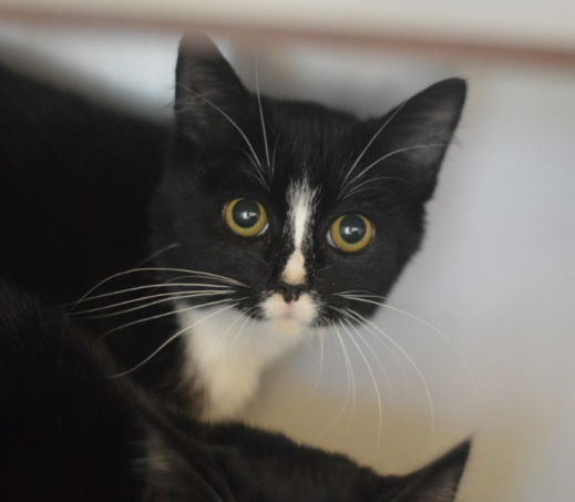 Kitten Freya