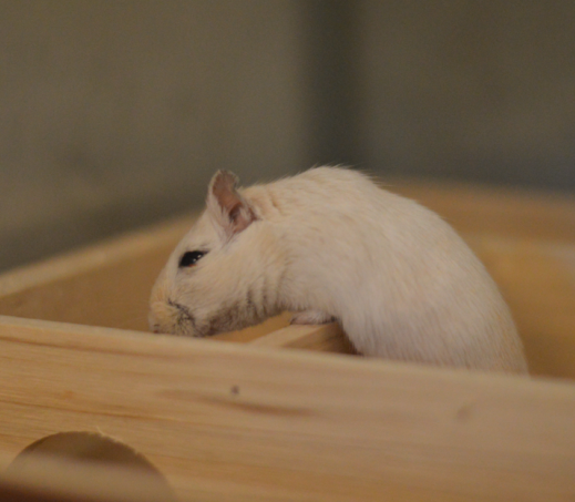Gerbil Thor