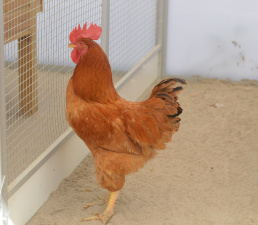 Haan Hans en drie hennen