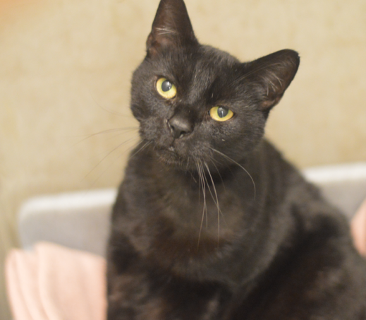 Grobi (binnenkat)