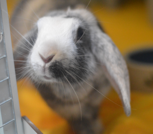 Konijnentrio Pablo, Fluffy en Frummel