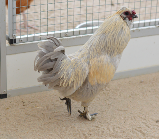 Haan Bob en hen Pip