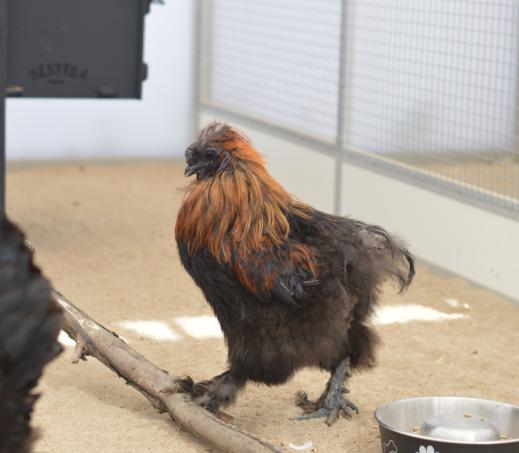 Haan Skip en hen
