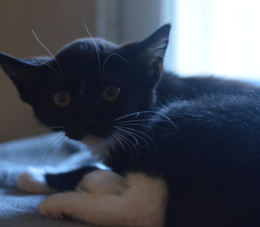 Kitten Jinx