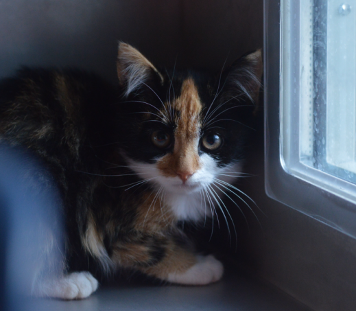 Kitten Ophelia