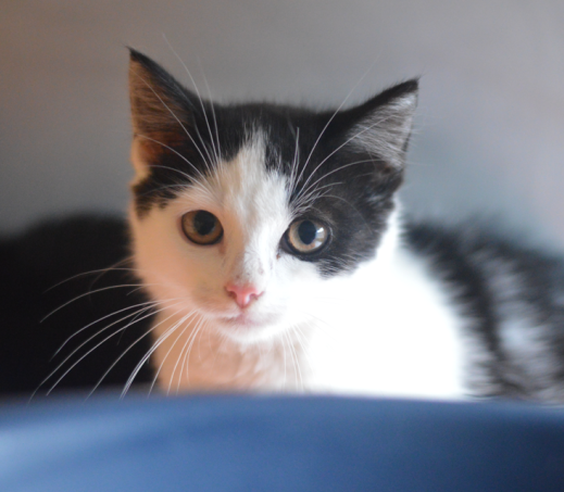 Kitten Fester