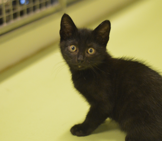 Kitten Kervel