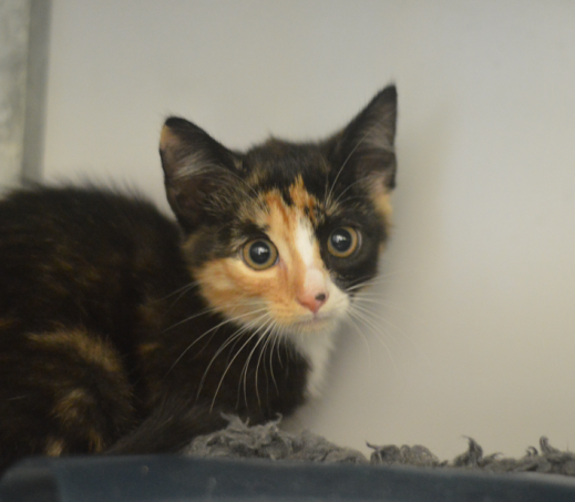 Kitten Lucky