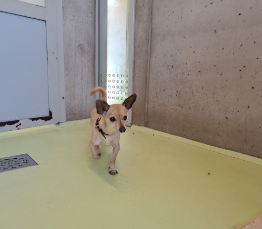 Zwerfhonden 1199387 + 1199388