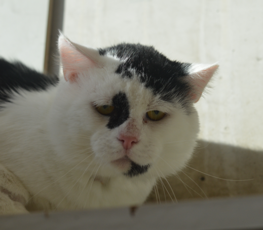 Max (FIV +)
