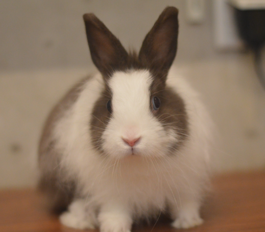 Konijn Bugs Bunny