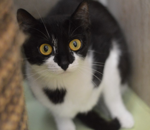 Orio