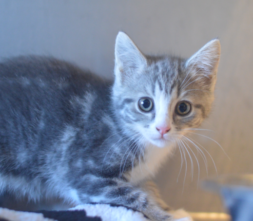 Kitten Perzik