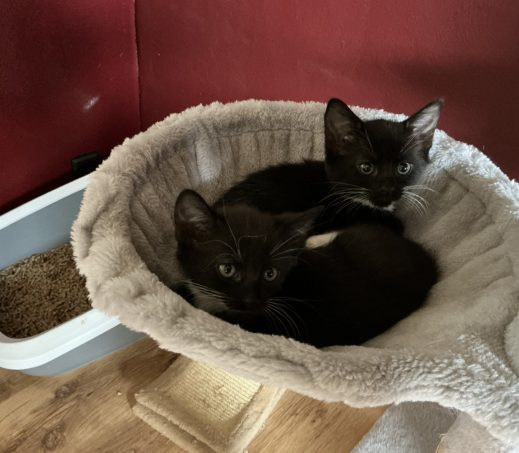 Kittenkoppel Pleun en Madelief (verblijven in gastgezin)