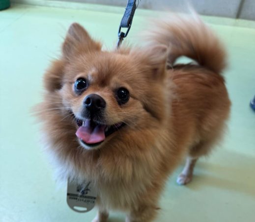 Gevonden hond Sittard