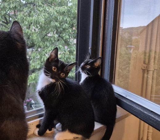 Kittenkoppel Ravi en Neel (verblijven in gastgezin)
