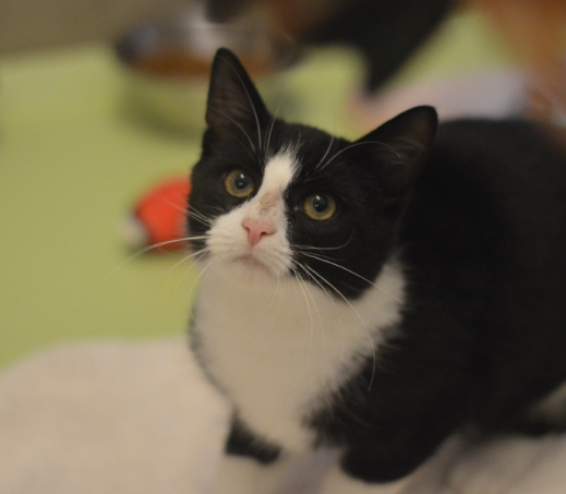 Kitten Rif