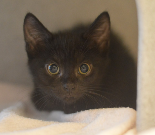 Kitten Robbin
