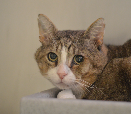 Scarface (binnenkat, FIV +)
