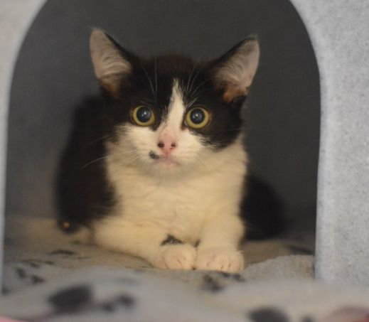 Kitten Sharon