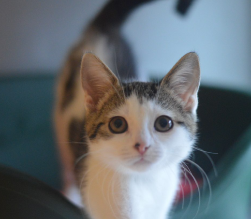 Kitten Sjaakie