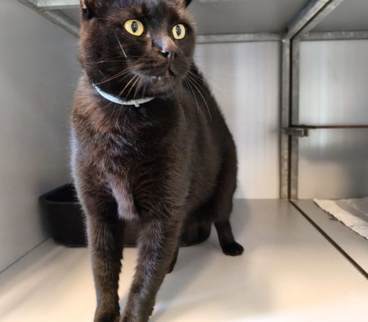 Gevonden kater1199651