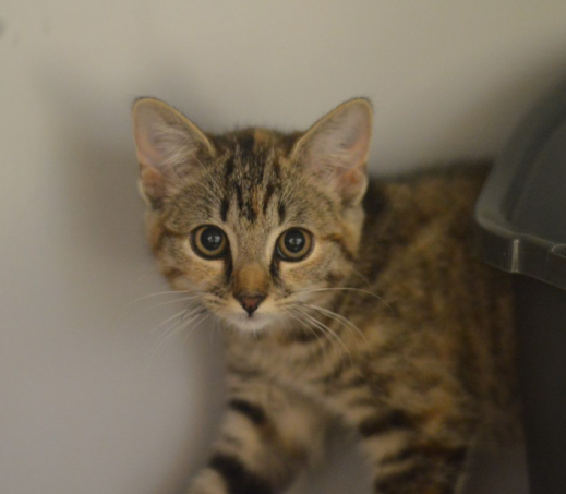 Kitten Penny