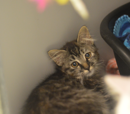 Kitten Lenny