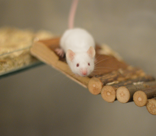 Muis