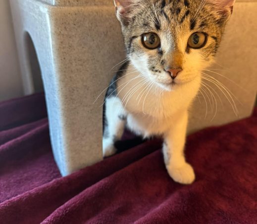 2 gevonden katers Maastricht